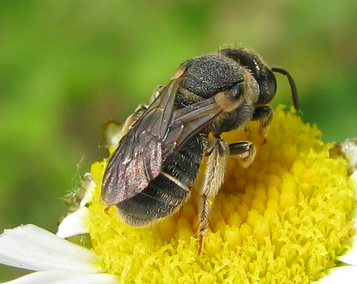 Apidae Halictinae